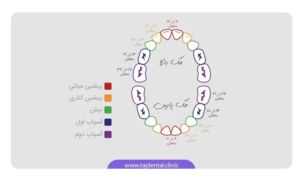 اینفوگرافی انواع دندان های شیری و سن رویش آن ها به ترتیب ماه