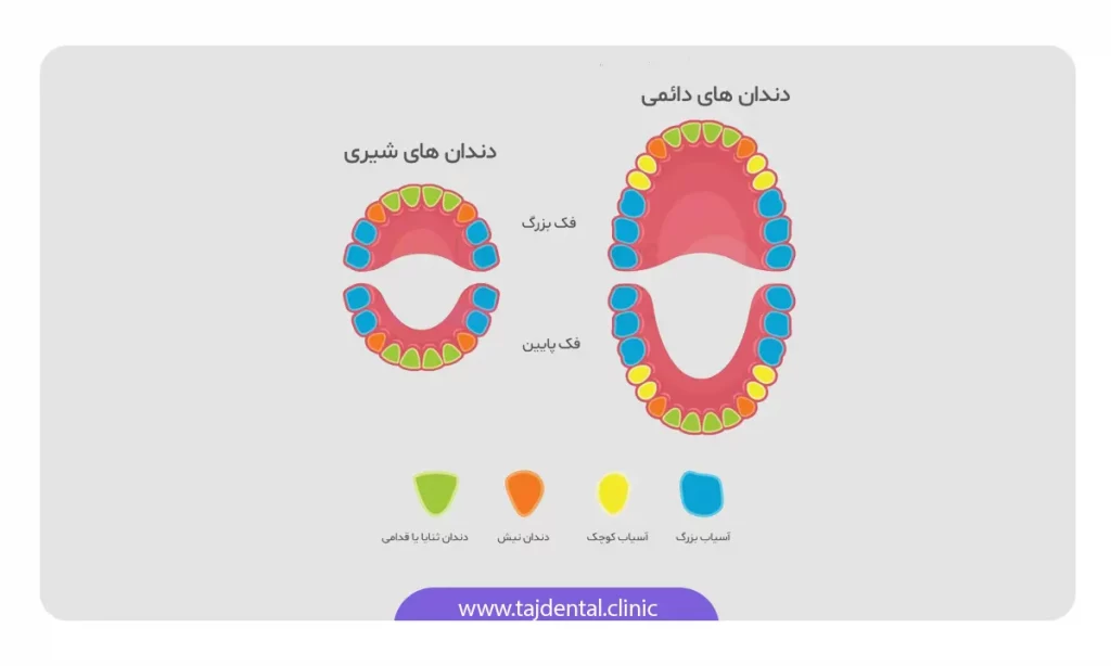 عکس نام و جایگاه انواع دندان شیری و دائمی در قوس فکی