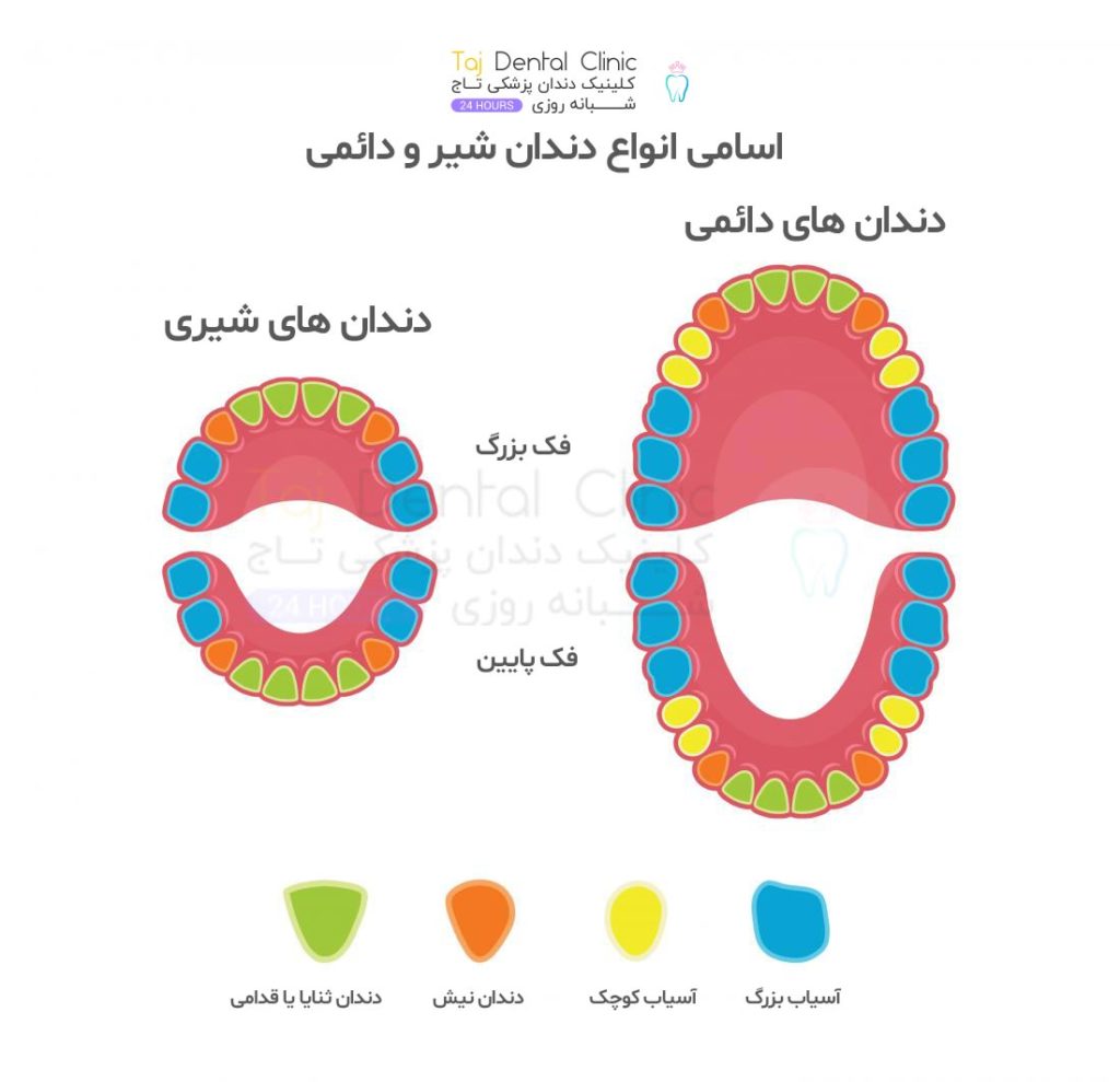 نام انواع دندان شیری و دائمی در کودکان و بزرگسالان